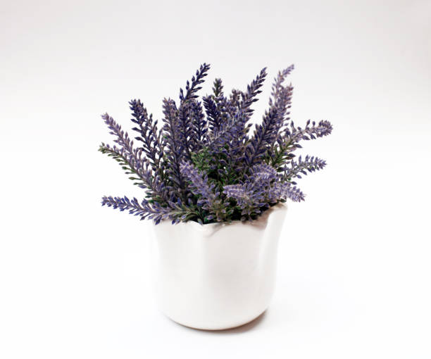 istock Artificial lavender in flower pot isolated on a white background 2171845128