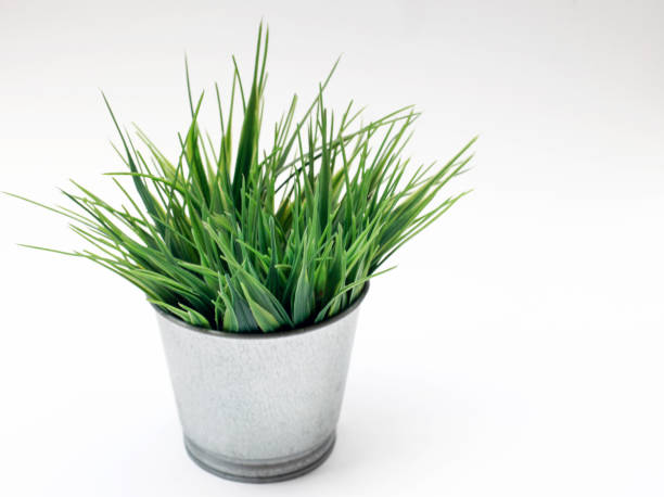 istock Artificial grass in metal flower pot isolated on a white background 2171845191