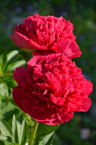 istock peony Red Charm red macro, close-up 2171857512
