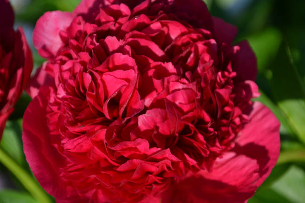 istock peony Red Charm red macro, close-up 2171857717