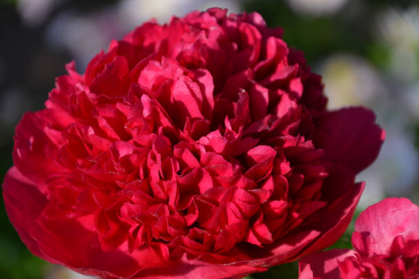 istock peony Red Charm red macro, close-up 2171857738