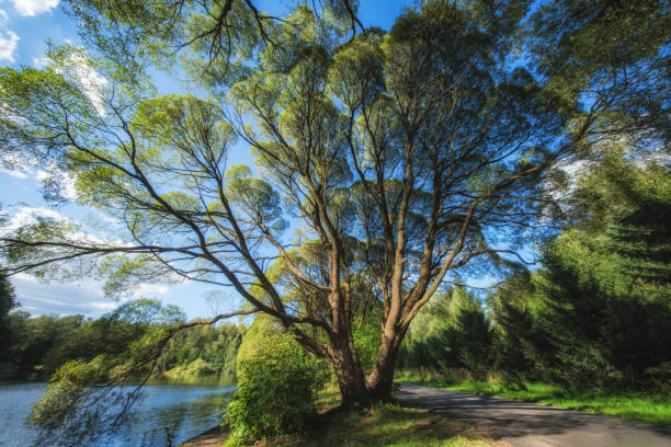 Explore the tranquil beauty of nature with this stunning photograph featuring a majestic tree gracefully leaning over a serene lake. Bathed in natural light, the scene captures vibrant green leaves and a clear blue sky, creating a peaceful atmosphere ideal for relaxation. Perfect for nature lovers, this image showcases the harmony of flora and water, making it a great addition to projects focused on environmental themes, outdoor activities, or serene landscapes. Ideal for use in blogs, websites, or printed materials that celebrate the beauty of the natural world.\