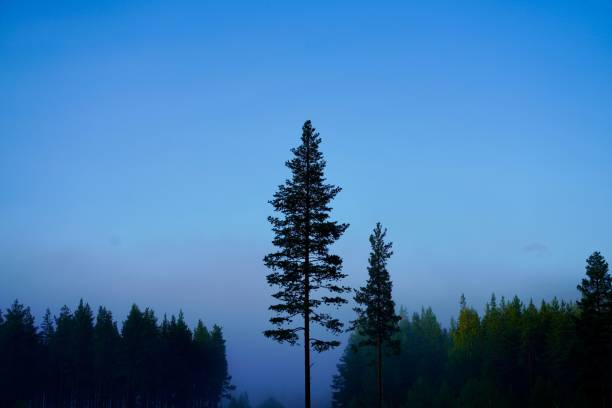A serene forest landscape with tall trees against a clear blue sky and light mist in the background.