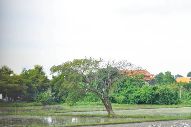 Rain tree or Samanea saman, LEGUMINOSAE MIMOSOIDEAE in the field or tree and paddy field or rice field