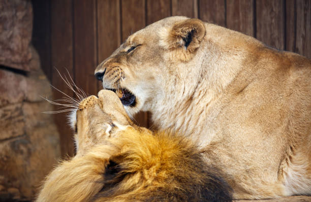 Lion and lioness lie down on the grass.