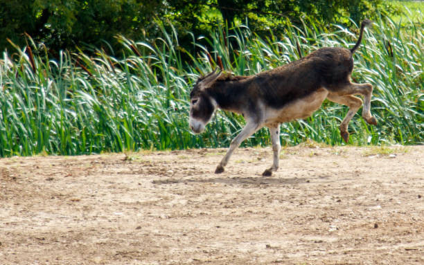 A donkey runs in the wild.