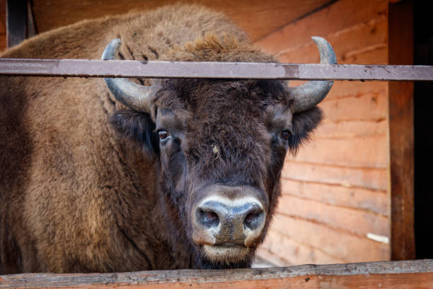 A close up of a Eurasian Bison's head.
