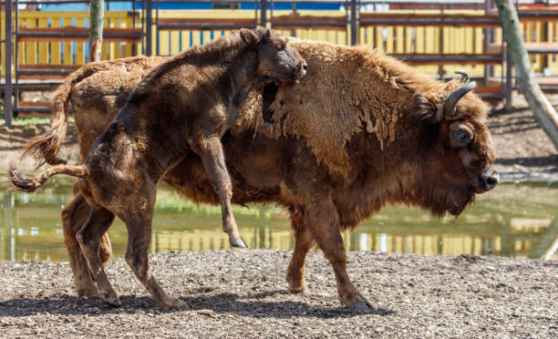 istock A baby bison with its mother 2171874460