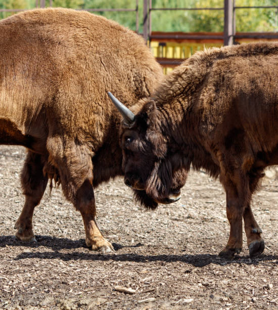 istock Two bisons are fighting in the park 2171874482