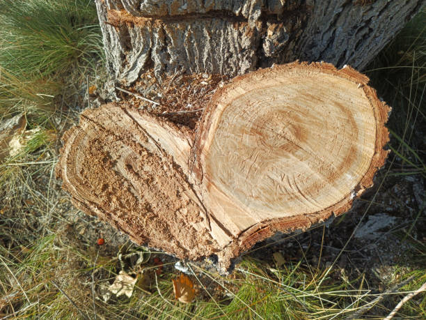 istock Heart-shaped tree cut. Wooden heart. Deforestation. Meaningful photo. Background, space for text. A felled tree. Background for a postcard, calendar. 2171874838