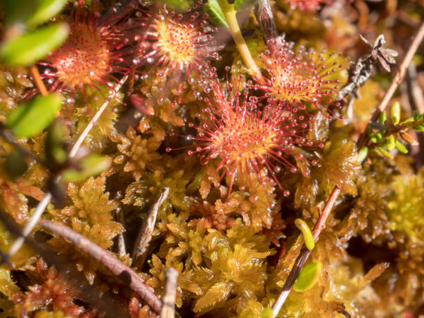 istock sundew flowers closeup 2171876122