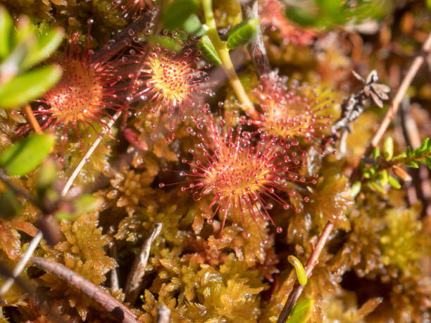 istock sundew flowers close up 2171876126