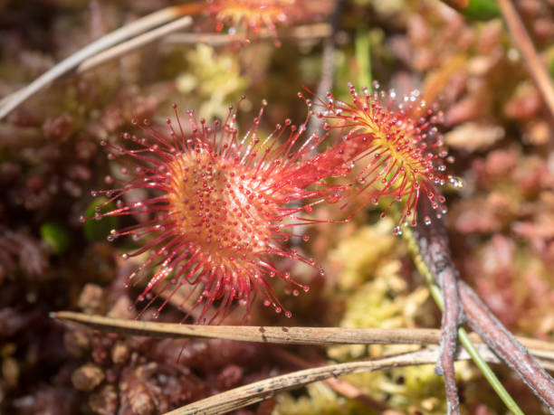 istock sundew in a swamp 2171876144
