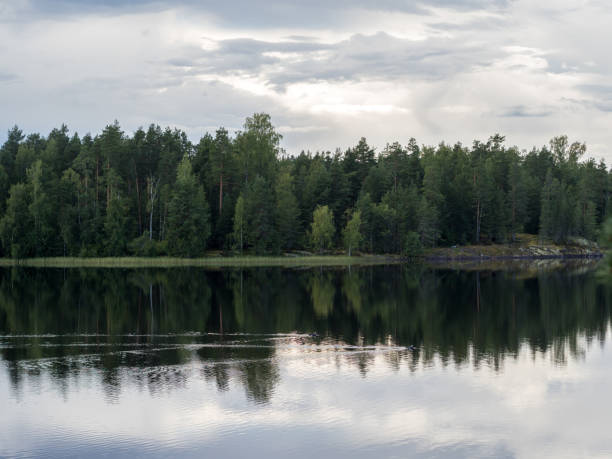 istock forest lake with swimming loons 2171876162