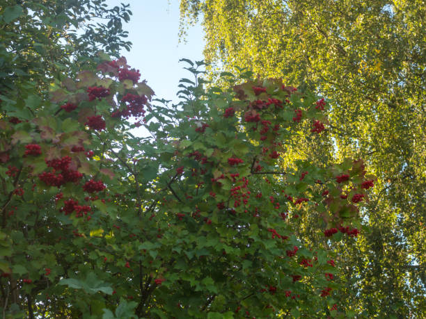 istock bunches of viburnum with red berries 2171876222