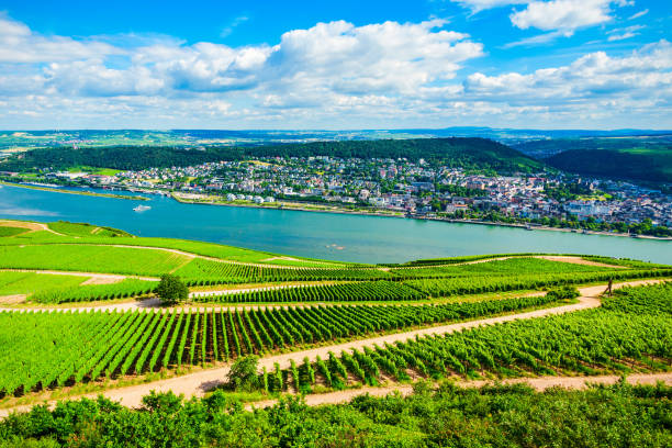 istock Rudesheim am Rhein Vineyards, Germany 2171879796