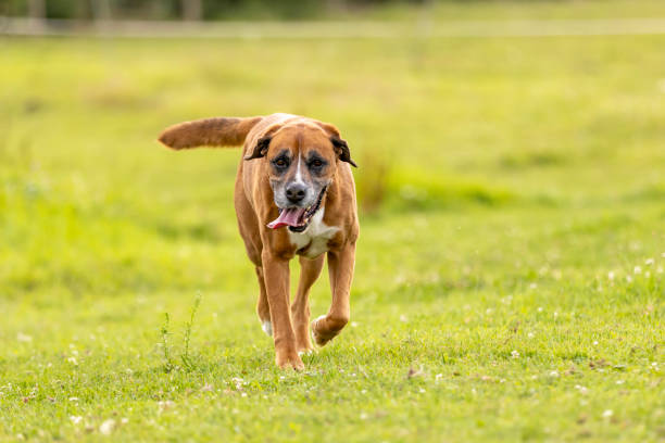 istock Big crossbreed dog help with herd, working dog 2171880126
