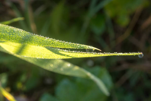 dew drops on green grass in the morning close up