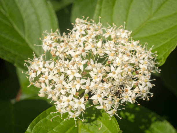 istock white dogwood in the garden 2171880165