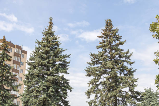 Two Tall Spruce Trees Against a Blue Sky with Clouds, Near a Modern Apartment Building.