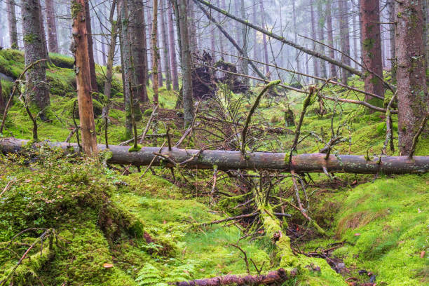 istock Fallen tree in green moss in a spruce forest 2171882163