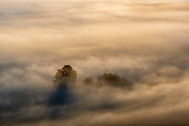 istock Treetops in misty morning light 2171882420