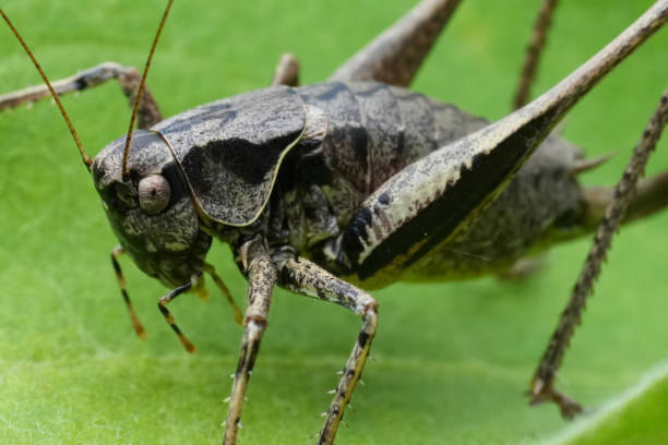 istock Closeup on a single black Euriopean dark bush-cricket, Pholidoptera griseoaptera, on a green leaf 2171883846