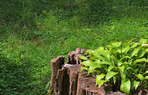 Well groomed grass lawn using an old dried tree stump as a pot for an ornamental plant