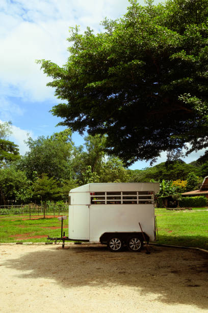 istock Car for transporting horse is parking under big tree 2171886108