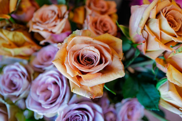 istock A Rose By Any Other Color 2171886363