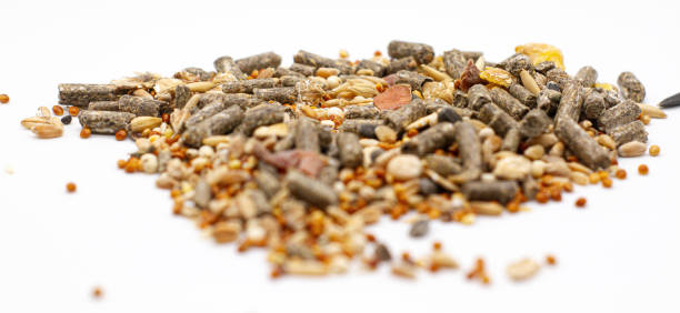 istock dry rodent food side view close up 2171887178