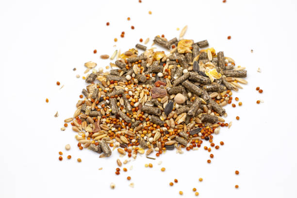 istock dry food for rodents isolated 2171887179