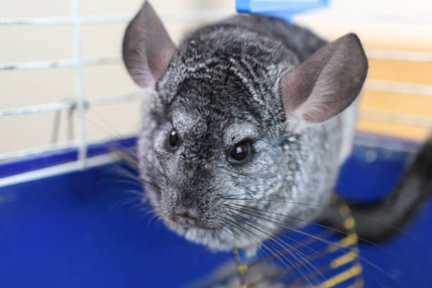 istock People care for and play with chinchillas. 2171893915