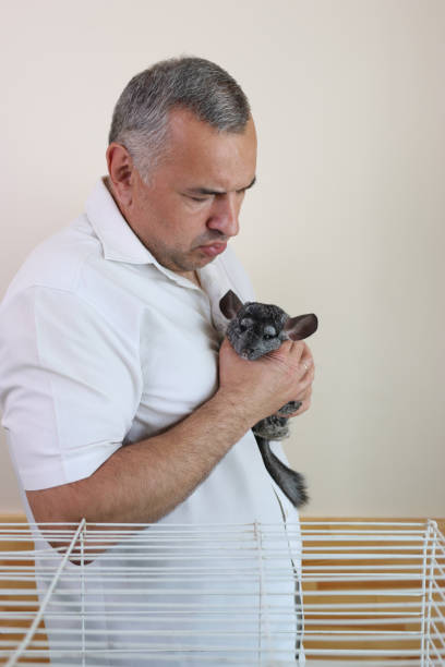istock People care for and play with chinchillas. 2171893919