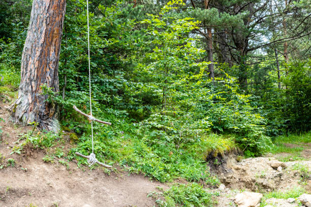 istock wooden bungee swing on pine tree in forest 2171894012