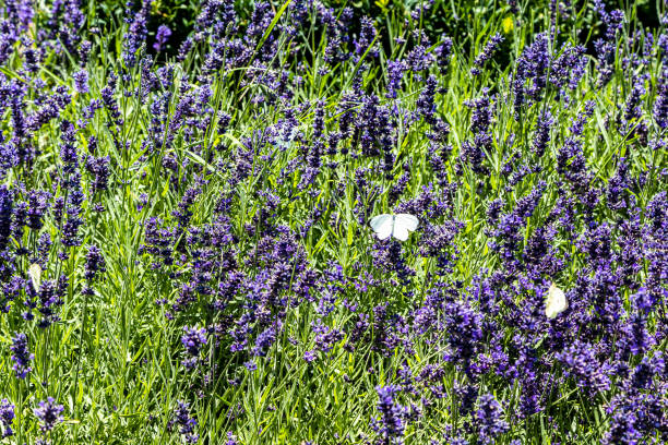 butterflies and blooming lavender at green field in Etchmiadzin, Armenia on sunny summer day
