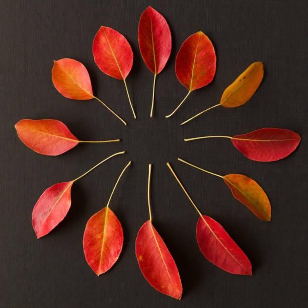 istock Autumnal background with yellow, orange and red pear tree leaves 2171898163