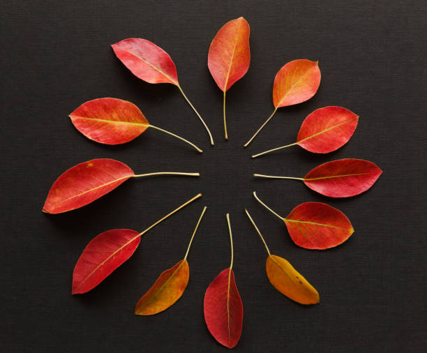 istock Autumnal background with yellow, orange and red pear tree leaves 2171898164