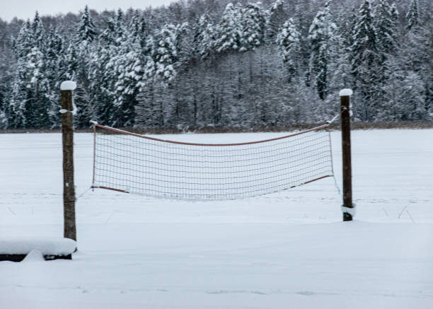 trees and tree branches covered with thick snow, winter day, beach covered with snow, winter day