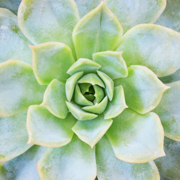 istock Succulent plant close-up, top view. Nature background 2171902396
