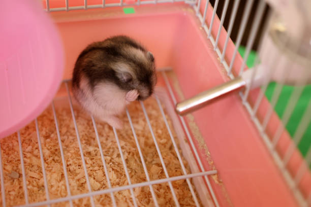 istock People look after and play with the hamster. 2171907716