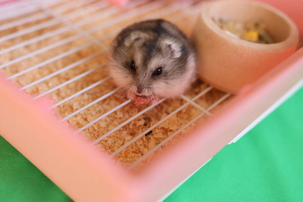 People look after and play with the hamster.