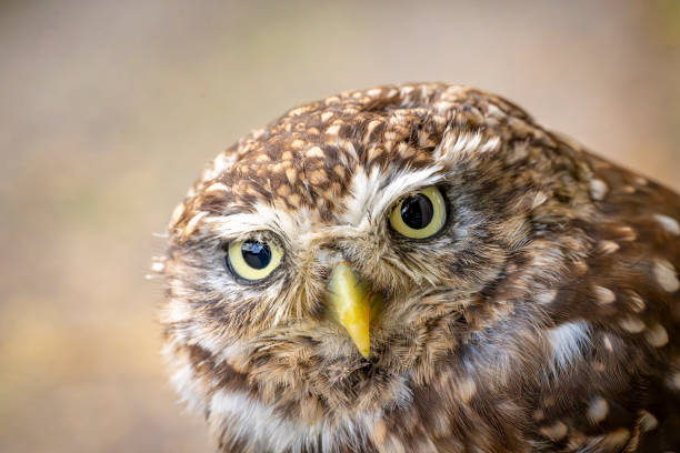 Little owl close-up portrait. British Wildlife Centre, Lingfield. They undertake rescue and breeding programmes for release into the wild.