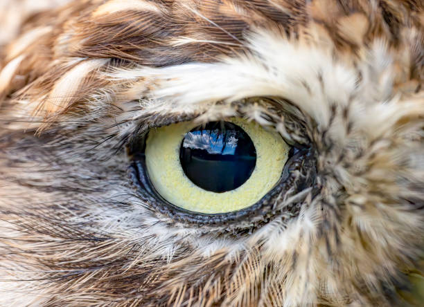 istock Little owl close-up portrait 2171908457