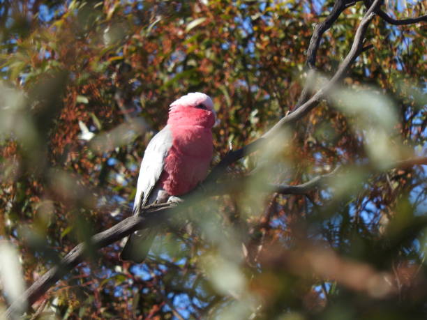 istock Australian Birds in the wild 2171910240