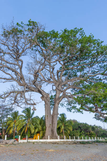 istock Ometepe island in Nicaragua 2171912655