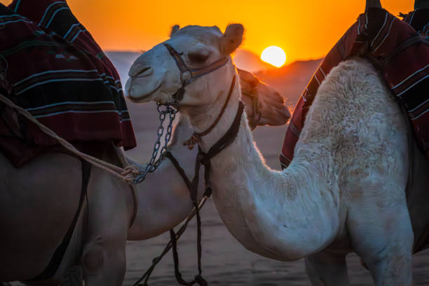 Two camels draped with traditional blankets rest in the Wadi Rum desert during an early morning sunrise. The soft morning light enhances the tranquil beauty of the Jordanian desert, capturing a peaceful moment in this iconic landscape.