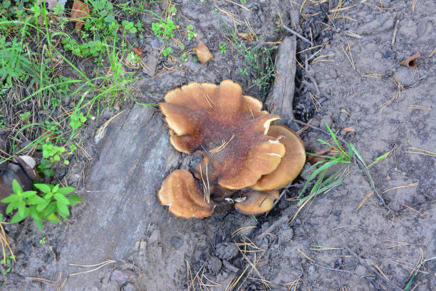 istock a mushroom that is on the ground by a tree top view 2171913582