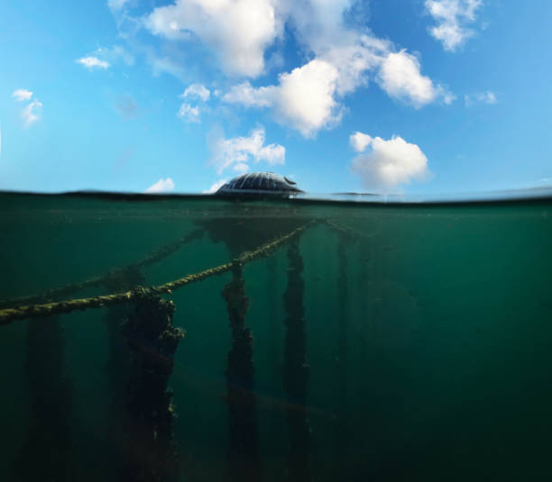 Half Underwater View Mussel and Oyster Farm