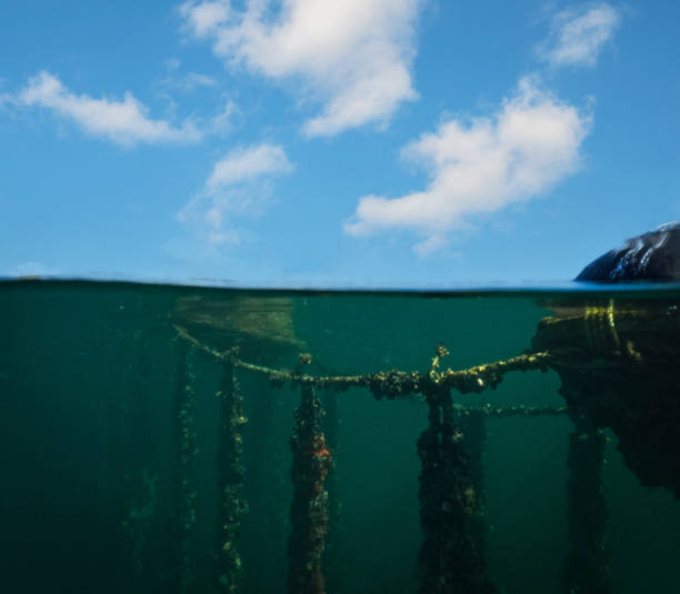 istock Half Underwater View Mussel and Oyster Farm 2171913792